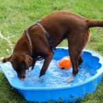 Hundeschule 'gemeinzahm'