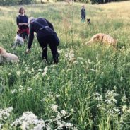 Kräutergassi: Mehr Unkraut in den Hundenapf!