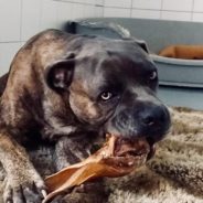 Warst du in letzter Zeit im Tierheim unterwegs?