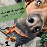 IBH-Hundeführerschein